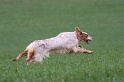 IMG_6517