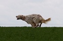 IMG_6696