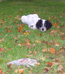 Chiot à l'arrêt sur plume