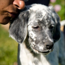 Le chiot de la naissance à trois mois