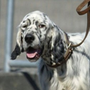 Tête de setter toiletté