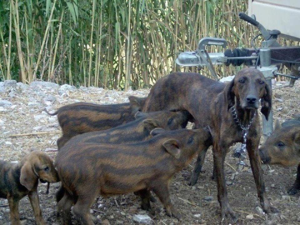 Marcassins et chienne